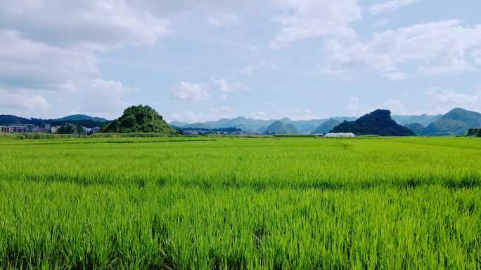 夏日生长茂盛的水稻田航拍