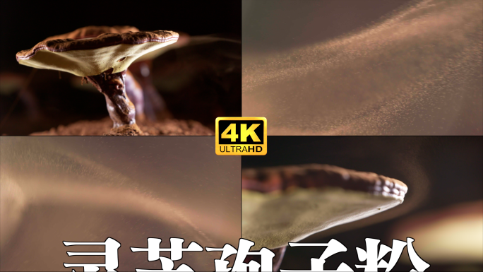 灵芝孢子粉 灵芝种植