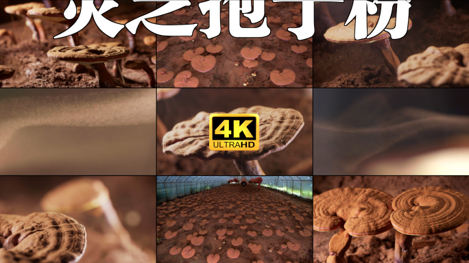 灵芝孢子粉 灵芝种植