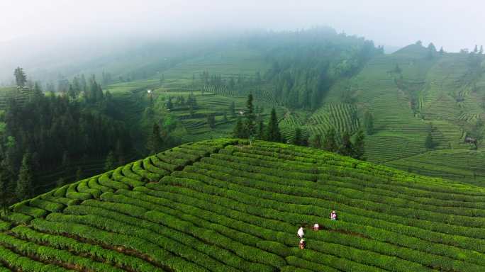 高山茶场航拍茶农田间采茶春天大山风景