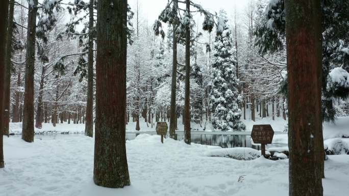 金华山小西湖林区冬季水杉林雪景航拍