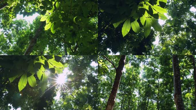阳光穿透树叶