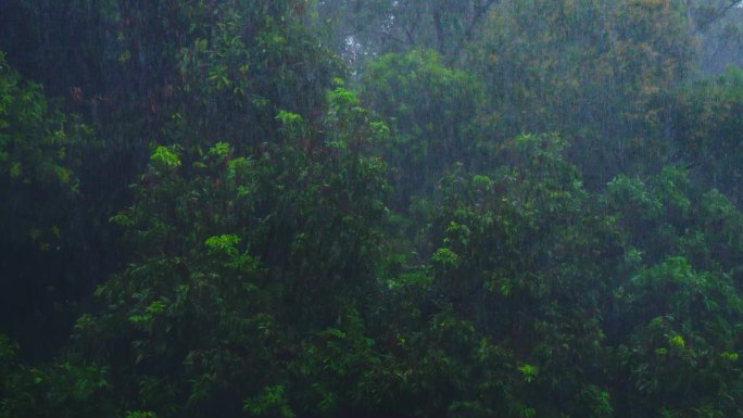 树木雨景 暴雨下雨