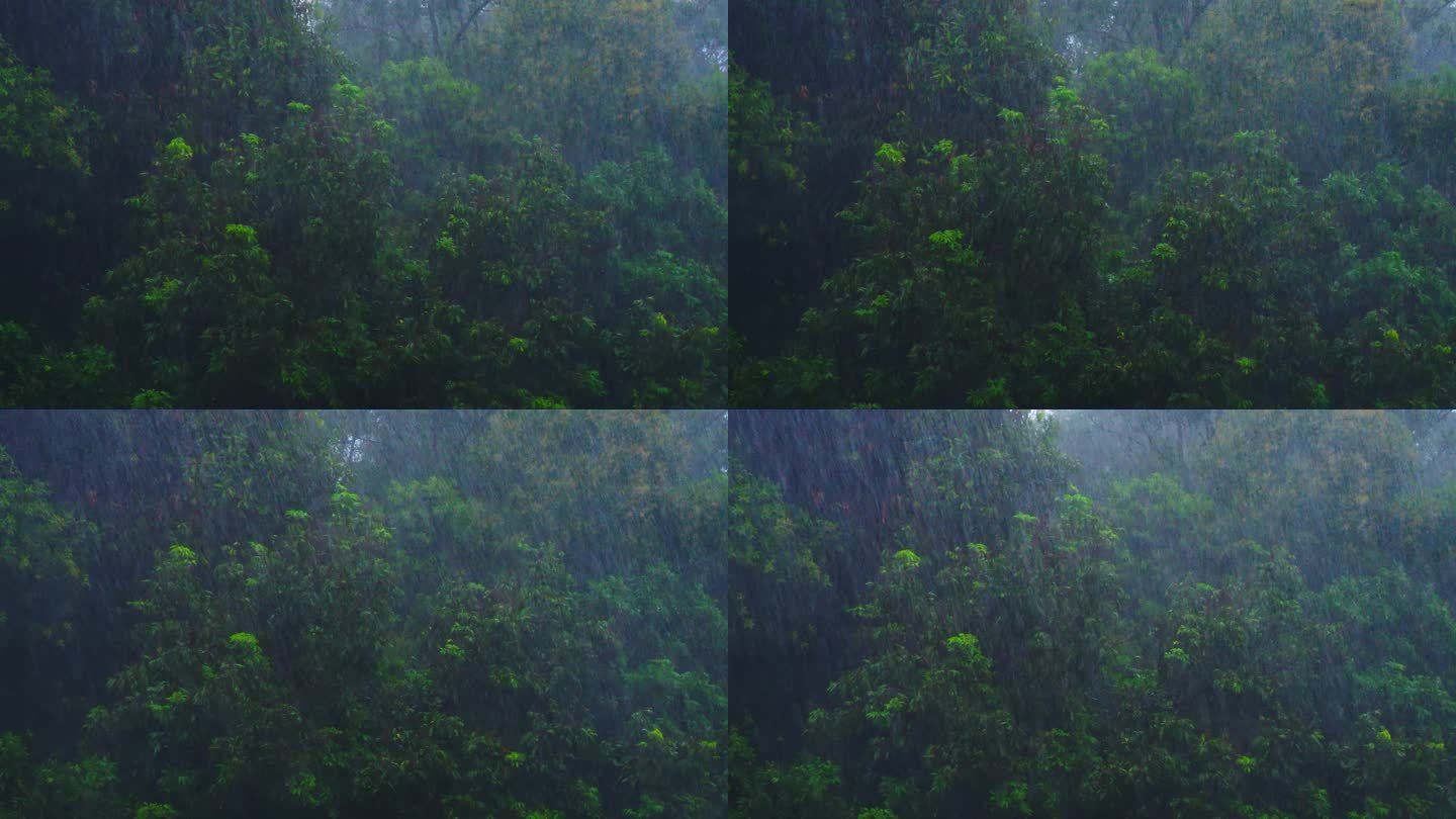 树木雨景 暴雨下雨