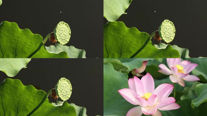 4K超清夏季荷塘景物 莲蓬与荷花特写