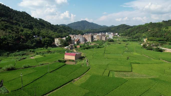 新农村水稻大山田野森林房屋马路乡村农田