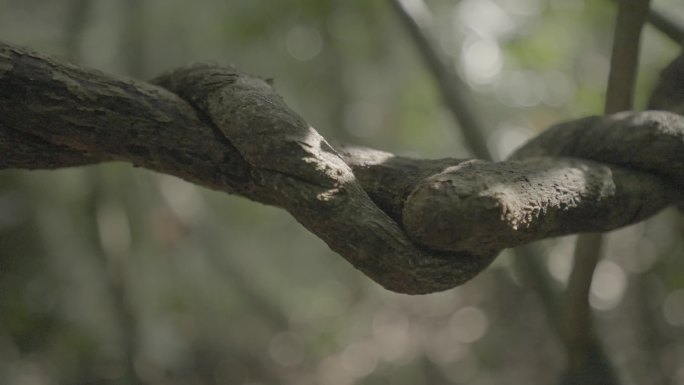 热带雨林丛林森林藤蔓盘绕大树光影