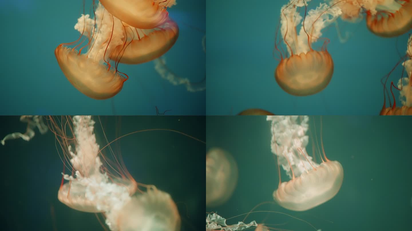 【4K】水母悠然游动