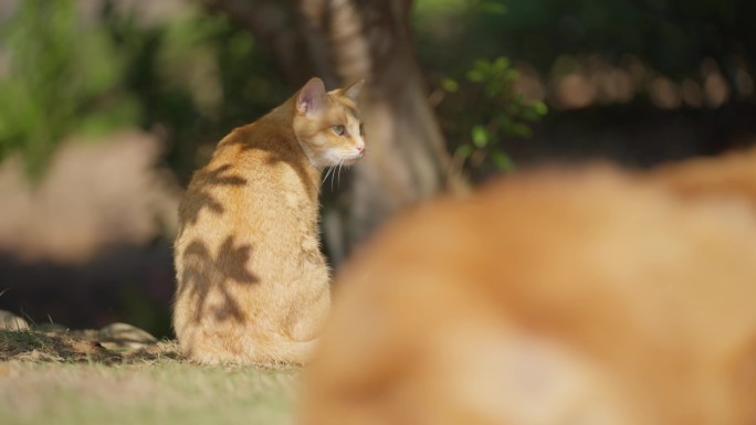 橘猫悠闲地在草地上晒太阳