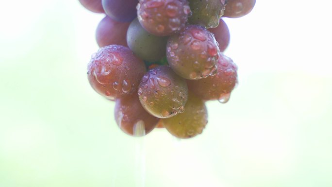 4K原创 葡萄  葡萄熟了 水果 丰收