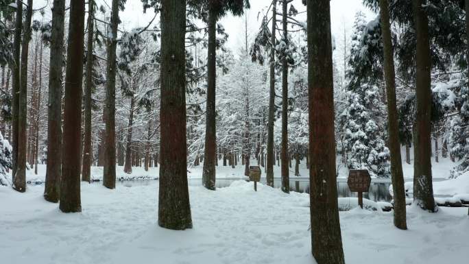 金华山小西湖林区冬季水杉林雪景航拍