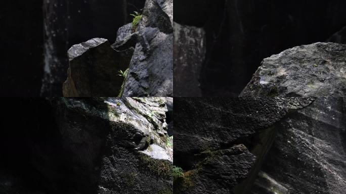 【4K】空镜山林顽强山石苔藓滴水光影