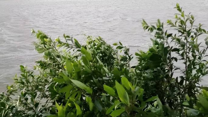 江岸绿树随风摇摆狂风骤雨绿色植物风吹江水