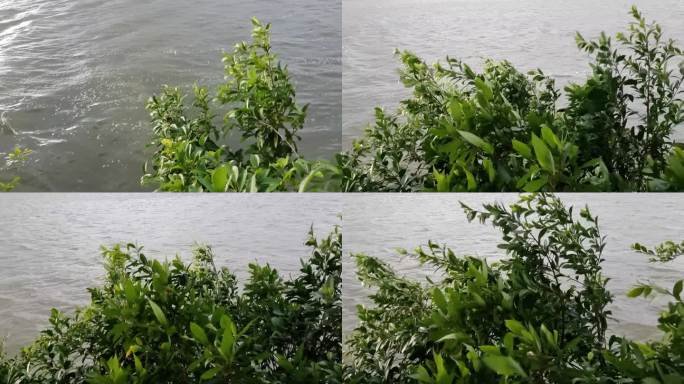 江岸绿树随风摇摆狂风骤雨绿色植物风吹江水