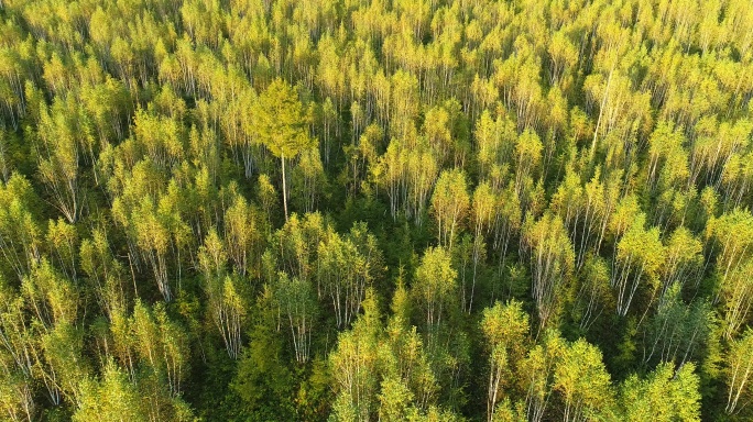 航拍金秋茂密白桦林