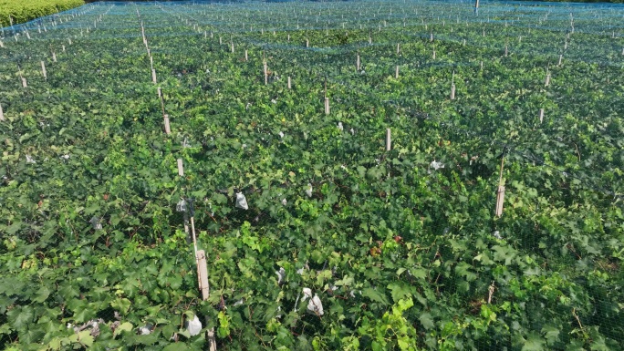 白鹿原葡萄主题公园灞桥葡萄示范基地航拍