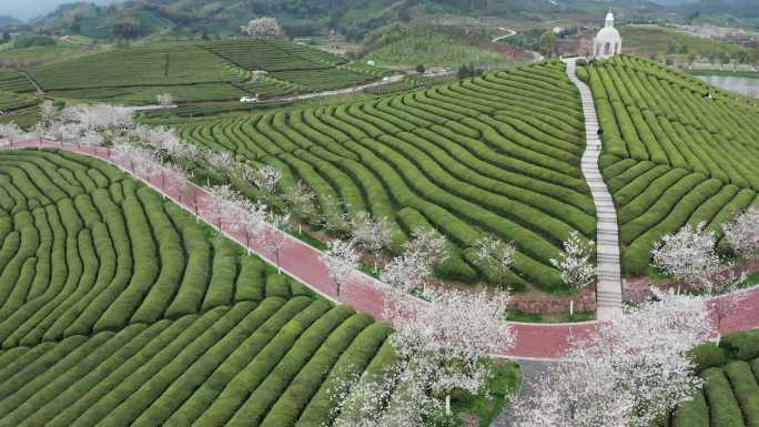 浙江武义花田小镇樱花茶园风光4K航拍