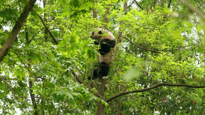 树林里的大熊猫春天山野国宝爬树玩耍