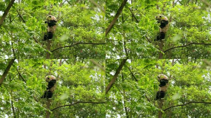 树林里的大熊猫春天山野国宝爬树玩耍