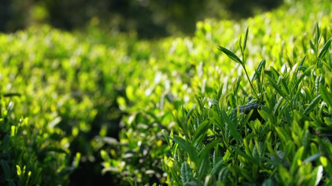 春天茶叶生长有机生态绿茶阳光下风景