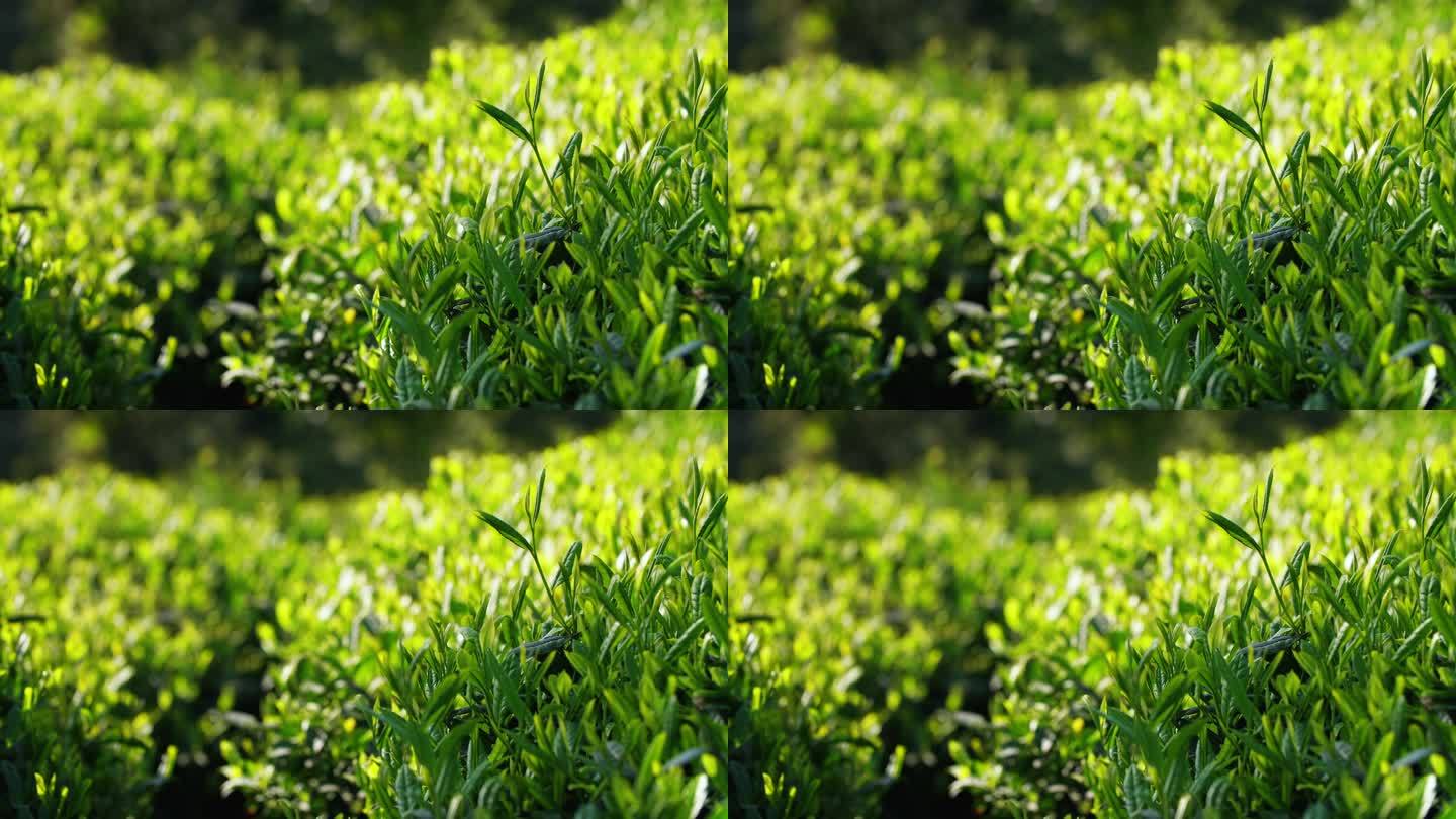 春天茶叶生长有机生态绿茶阳光下风景