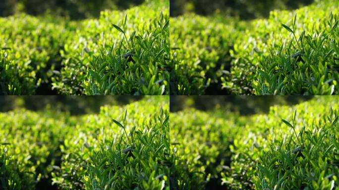 春天茶叶生长有机生态绿茶阳光下风景