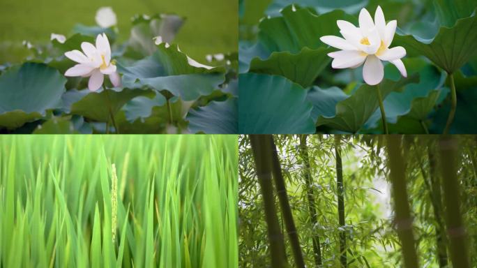 莲花 花骨朵 水稻 稻田 竹子 花 藕叶