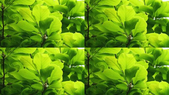 春天逆光嫩绿色的玉兰花树叶屏保素材