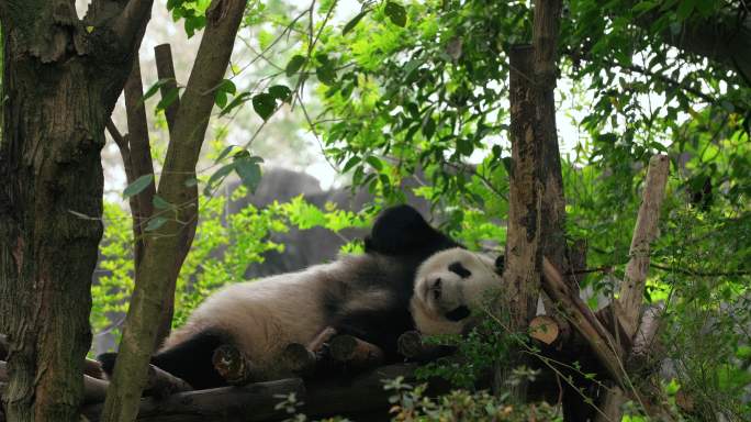 躺在树荫下睡觉打盹的国宝大熊猫