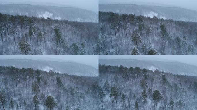 航拍大兴安岭春季降雪山林雾凇