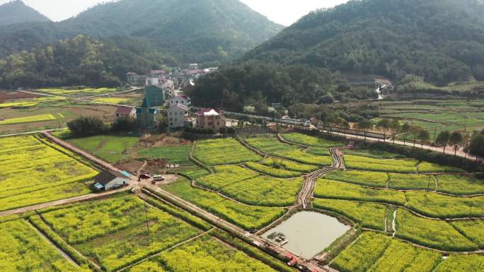 浙江浦江县乡村油菜花海风光4K航拍