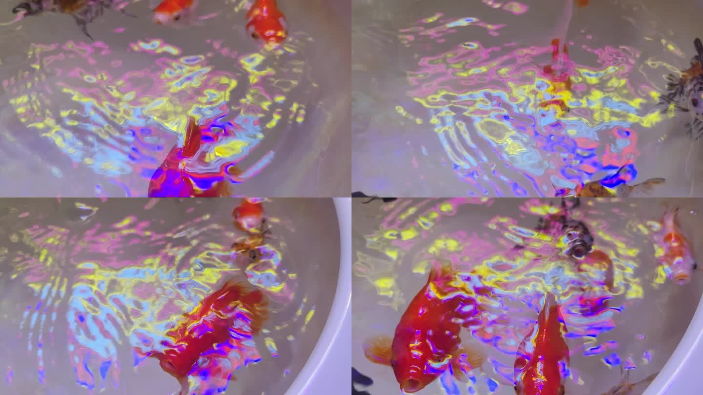 霓彩虹下鱼缸里的金鱼戏水