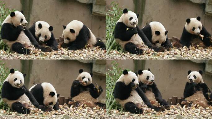 三只胖嘟嘟的大熊猫坐在一起吃竹笋可爱国宝