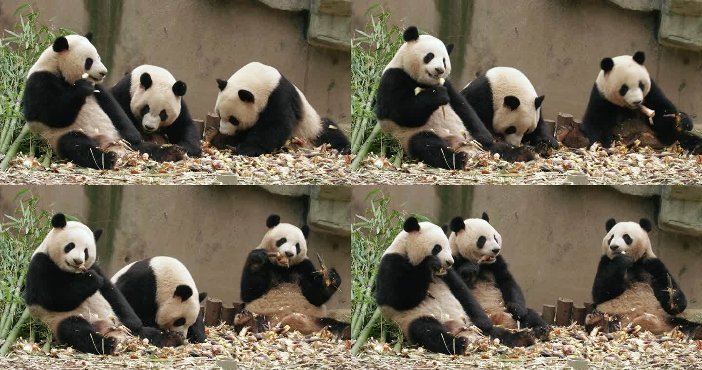 三只胖嘟嘟的大熊猫坐在一起吃竹笋可爱国宝