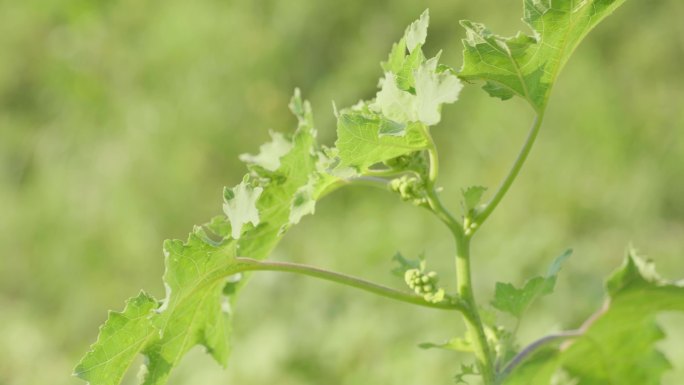 野生苍耳