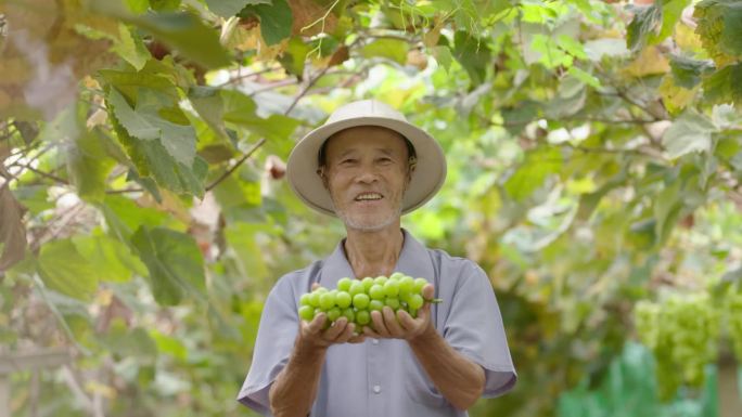 采葡萄乡村振兴产业园