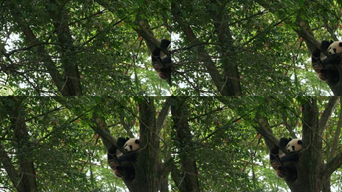 树上睡觉的国宝大熊猫藏在树上的大熊猫