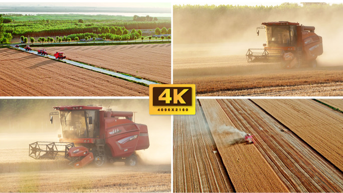 震撼4K小麦丰收联合收割超全