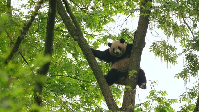 功夫熊猫树上练功可爱大熊猫爬树搞笑素材