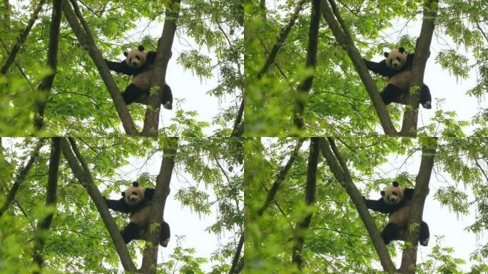 功夫熊猫树上练功可爱大熊猫爬树搞笑素材