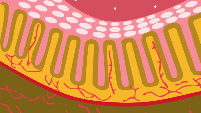 小肠吸收营养物质卡通MG动画