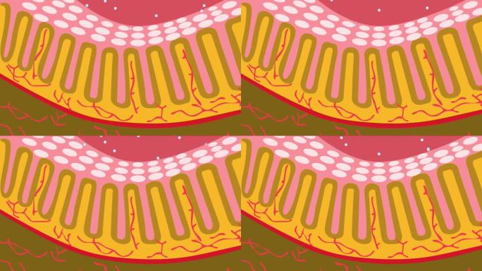小肠吸收营养物质卡通MG动画
