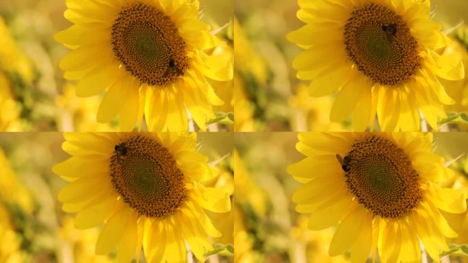 小蜜蜂向日葵花朵上采蜜向日葵盛开特写空镜
