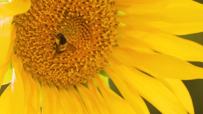 小蜜蜂在向日葵上采花蜜特写唯美夏天空镜