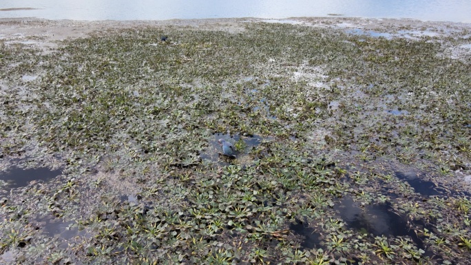 4K 航拍 湿地紫水鸡