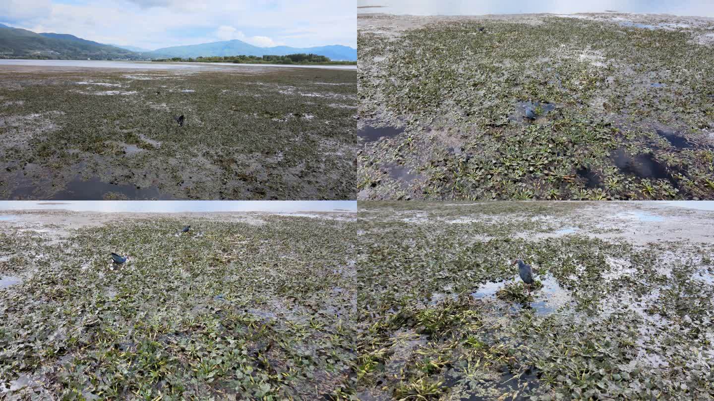 4K 航拍 湿地紫水鸡