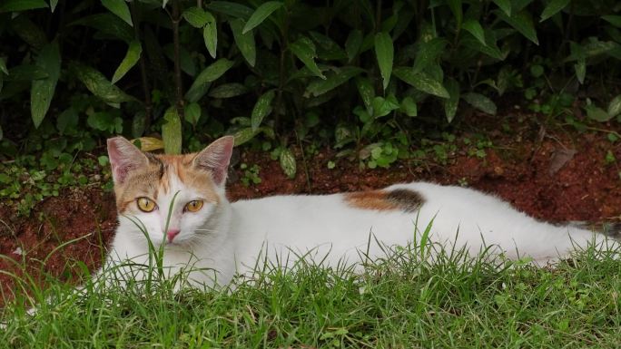 在公园纳凉的流浪猫小猫猫咪生活日常实拍