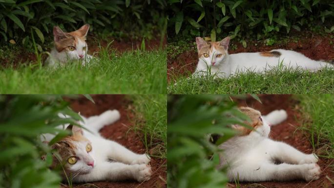 在公园纳凉的流浪猫小猫猫咪生活日常实拍
