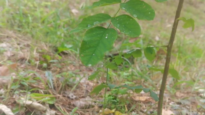 实拍慢镜头晨露雨滴落在叶子上雨露