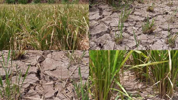 重庆高温干涸的农田水稻